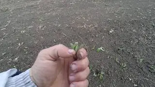 соя на  цілені  огляд спілкування  з глядачами