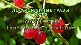 Лекарственные растения июля 