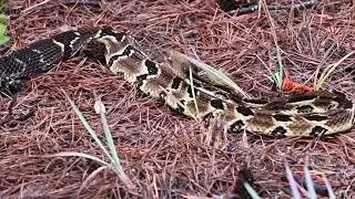 Rattlesnake