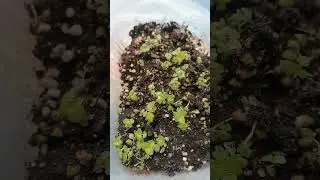 Выращивание колеуса из семян. Если рассада не растет. Пересадка, уход.