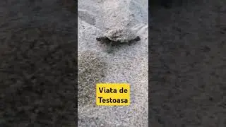 Viata de Testoasa #turtle