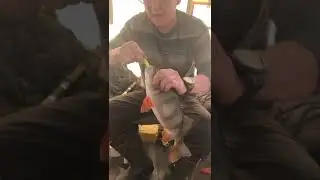 Тоже неплохо отловились