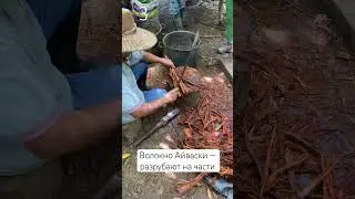 Как делают Айваску в Джунглях? 