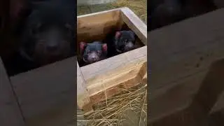 ЧТО ЭТО ЗА ЖИВОТНЫЕ? СТРАШНЫЕ ЗВУЕИ НОЧЬЮ ИЗ ЛЕСА
