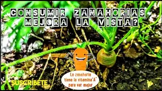 Siembra y cosecha de zanahorias. Es verdad que mejoran la vista ?
