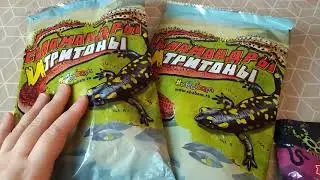 Саламандры и тритоны от Сбабам