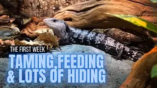 First Week Owning A Blue Tongue Skink | WHAT TO EXPECT