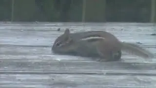 Chippy the Chipmunk comes to the upper deck