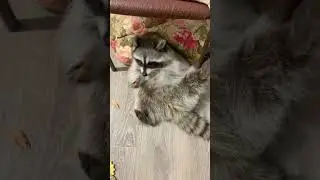 Пора подкрепиться 