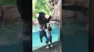 Fun with gorilla jumping