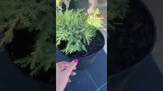 Можжевельник Голд Стар 