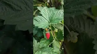 Ягода чудесная! И в лес не надо ходить!