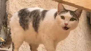 Adult Big Cat Meowing Sound Like a Baby Kitten