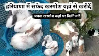 हरियाणा से सफेद खरगोश कहां से खरीदें | Khargosh बिक्री कहां पर करें | Rabbit farming | 10 -06- 2023