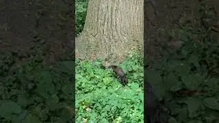 Чёрная Лисья Белка в Парке Нью-Йорка #nature #park #newyork #manhattan