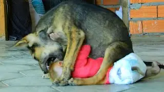 Don't Do Like This Friend... Cute Baby Monkey Vs Puppy, Best Friend Playing