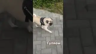 #собака #pug #забавные #животные #милый #собаки