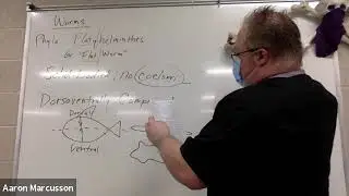 Phyla Platyhelminthes, Nematoda, and Annelida