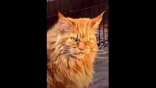 Добродушный 🐈
