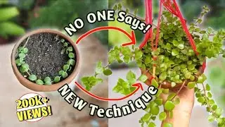 GET Bushy Hanging Plants with NEW Technique //Make Amazing Hanging Plants Pot //Tangled Heart Plant