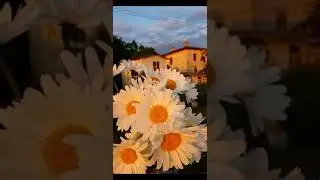 küçük videolar