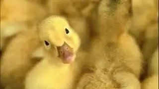 Овоскопирование  гусиного яйца  и не только...