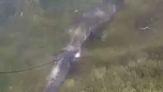 Подводная охота 08.2014. Нападение змееголова, жуткое зрелище! Казахстан. videophoto.kz