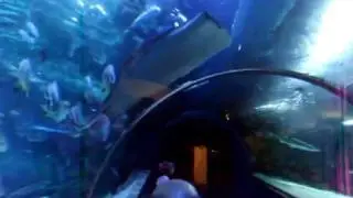 Tropicarium Hungary - Sharks