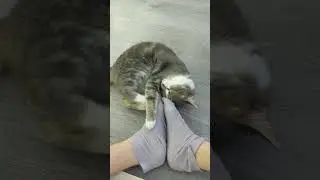 *вштырило от запаха ног*