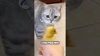 A Cat Accidentally Laid a Chicken Egg! 😳 