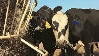 Hey, hey! Don't waste your hay!