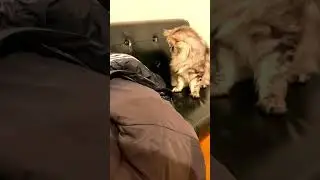 猫を眺めていたら何かの気配を感じました！/When I was looking at the cat, I felt something's presence! #shorts