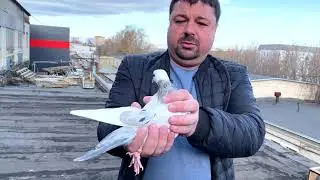 Гоняем с крыши бакинских голубей