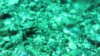 Sea Moth