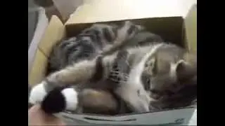 Котэ обожает коробки