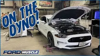 2018-2022 Mustang GT Steeda ProFlow Cold Air Intake Installation With Steeda Custom Tuning