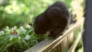 Кот ест траву :-) На балконе!!!