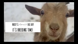 NIGERIAN DWARF GOATS FIRST BREEDING SEASON!