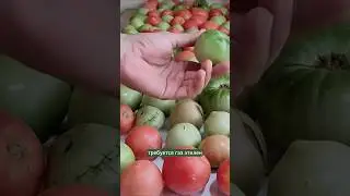 Rapid ripening of green tomatoes. 