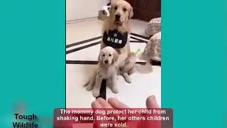 Mama dog protect her puppy.