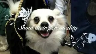 Rita Spiegel Photography - Pet Photography Workshops & Tips- Oceanside, CA