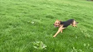 🤣🤣🤣🤣New Zealand working dog