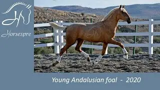 Young Andalusian Palomino horse - Pretty horse