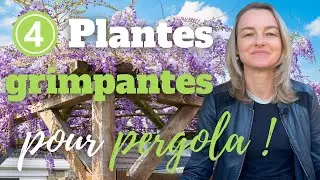 4 plantes grimpantes pour pergola en plein soleil