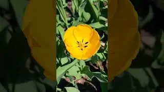 Тюльпаны