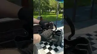 Сумка женская брюхо крокодила