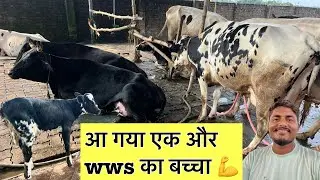 आ गया एक और wws का बच्चा 💪#wwscalf#milkvoice#ejjukibusinessideas