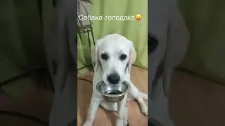 А как ваши питомцы намекают на покушать?😂😜 #albadelmarina #labrador #labradorpuppy