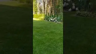 Чудесный сад с гортензиями 