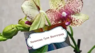 Итоги розыгрыша майской орхидеи🥳🥳🥳